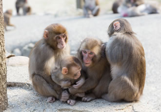 高崎山自然動物園